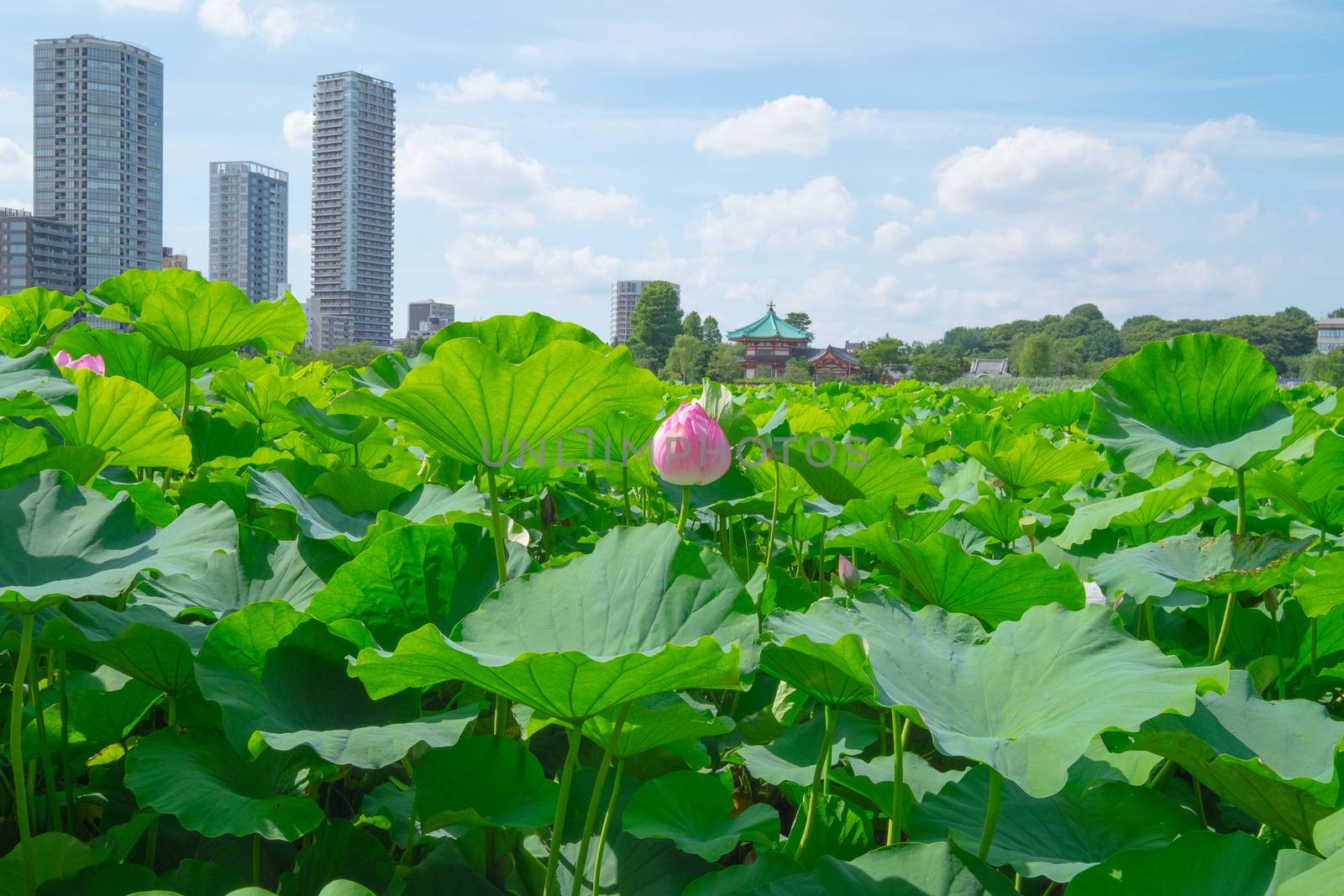 lotus pond at ueno park