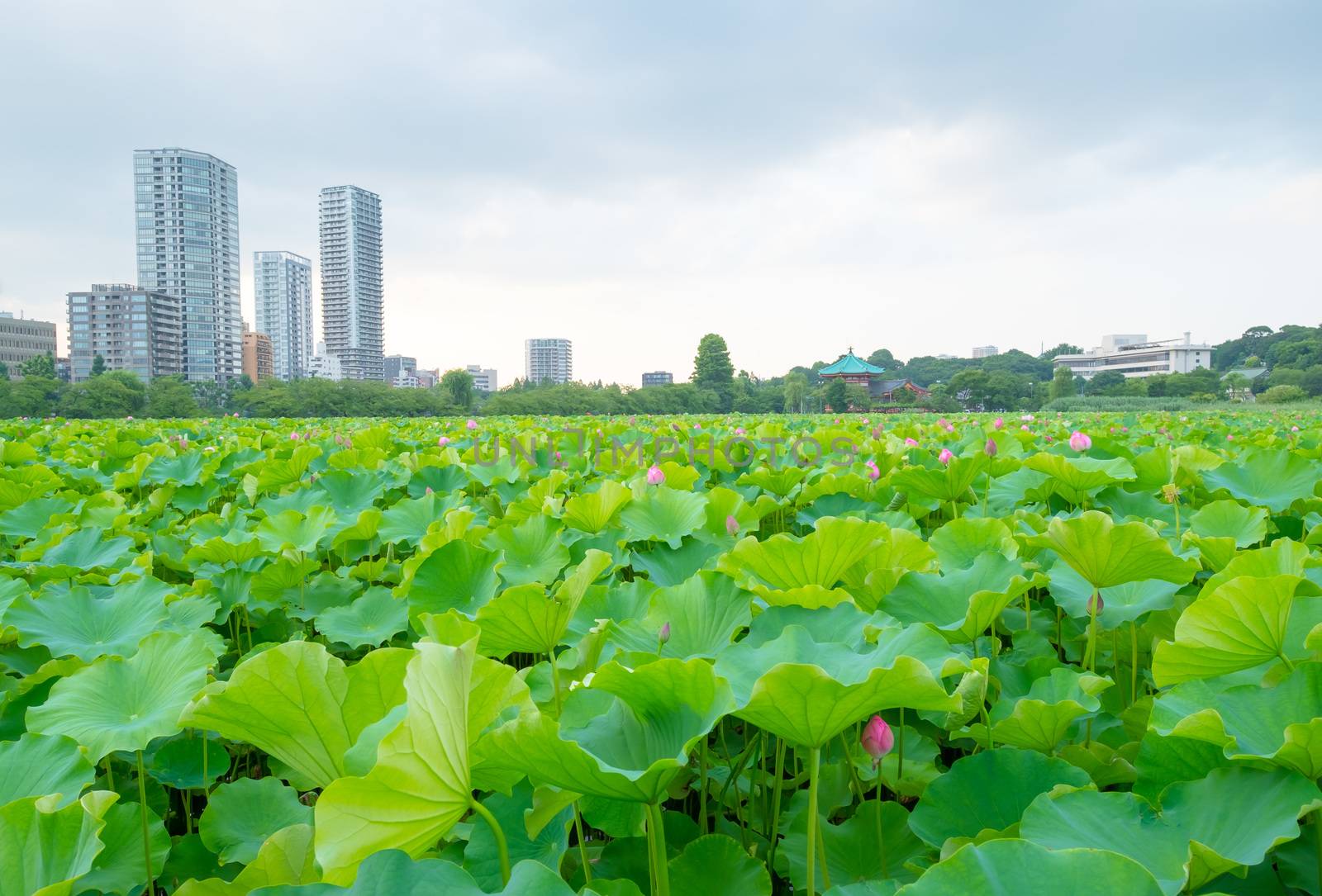 Lotus pond at ueno park