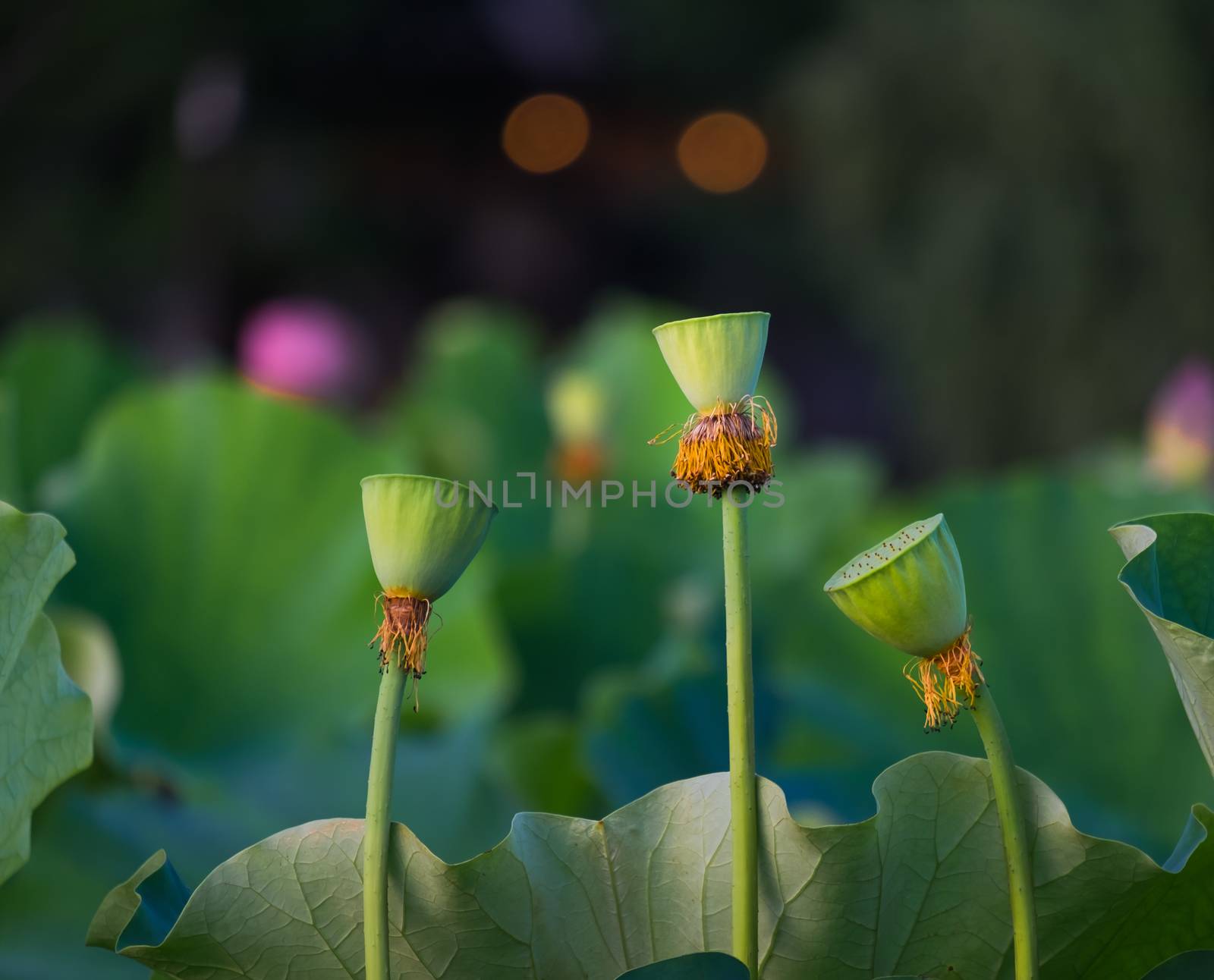 Lotus seeds of lotus flower