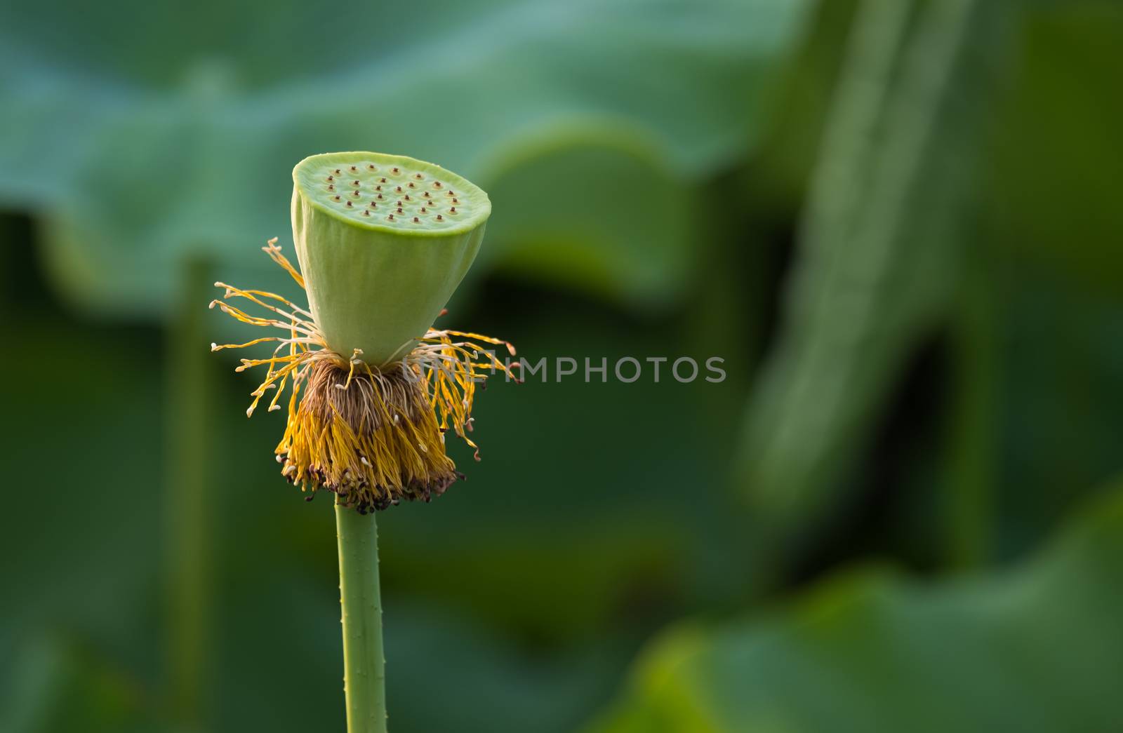 Lotus seeds of lotus flower