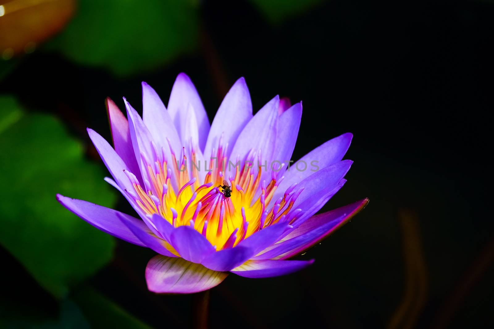 purple lotus in the pond