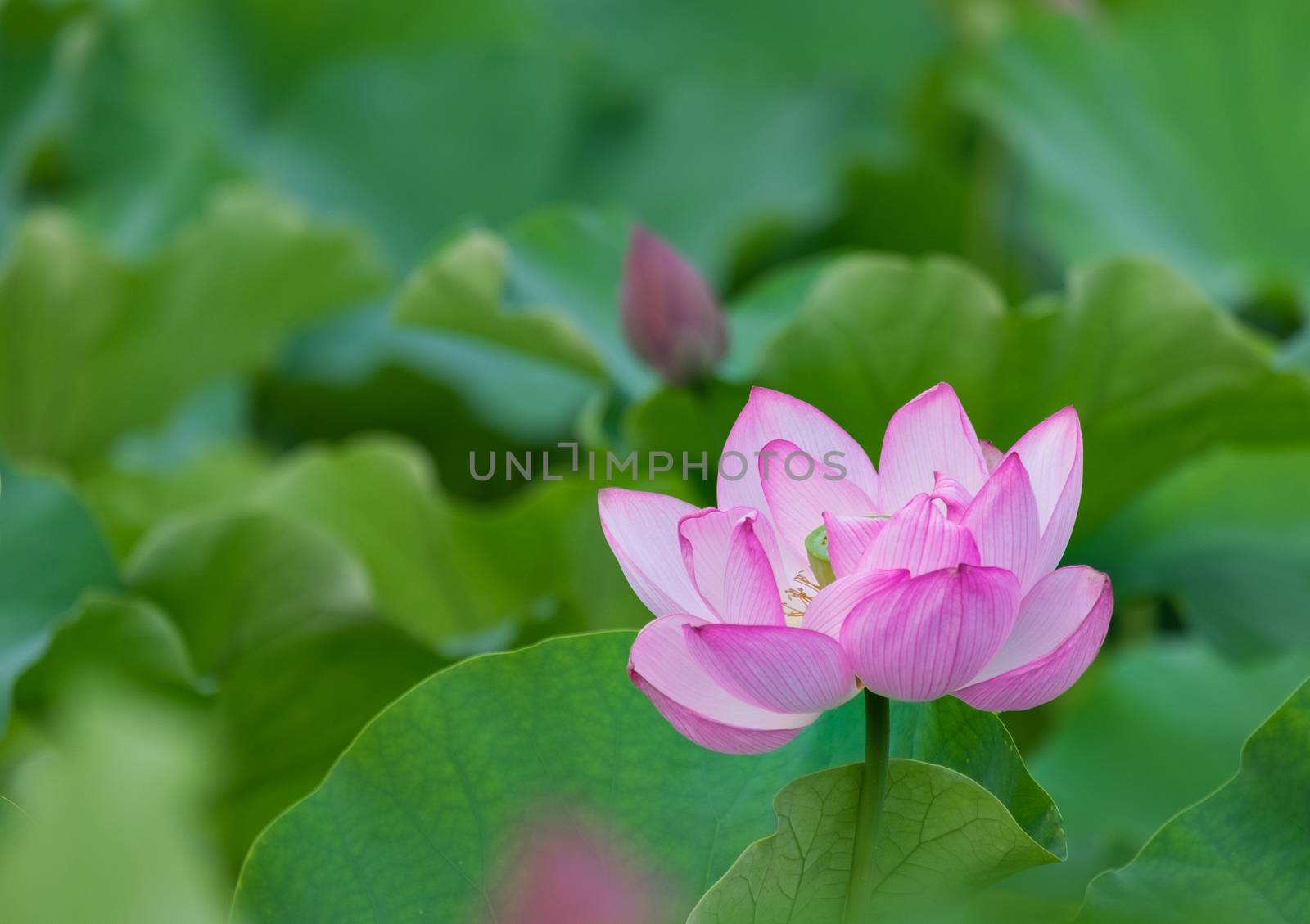 Water lily in Ueno Park