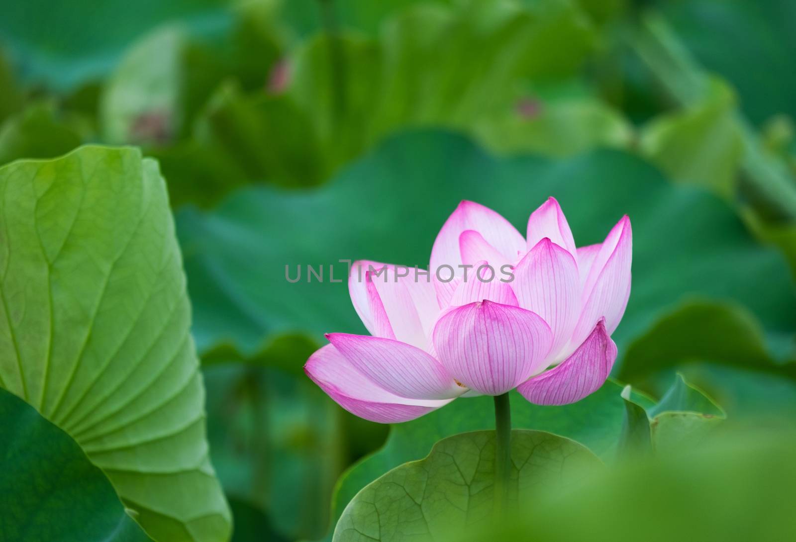 Water lily in Ueno Park