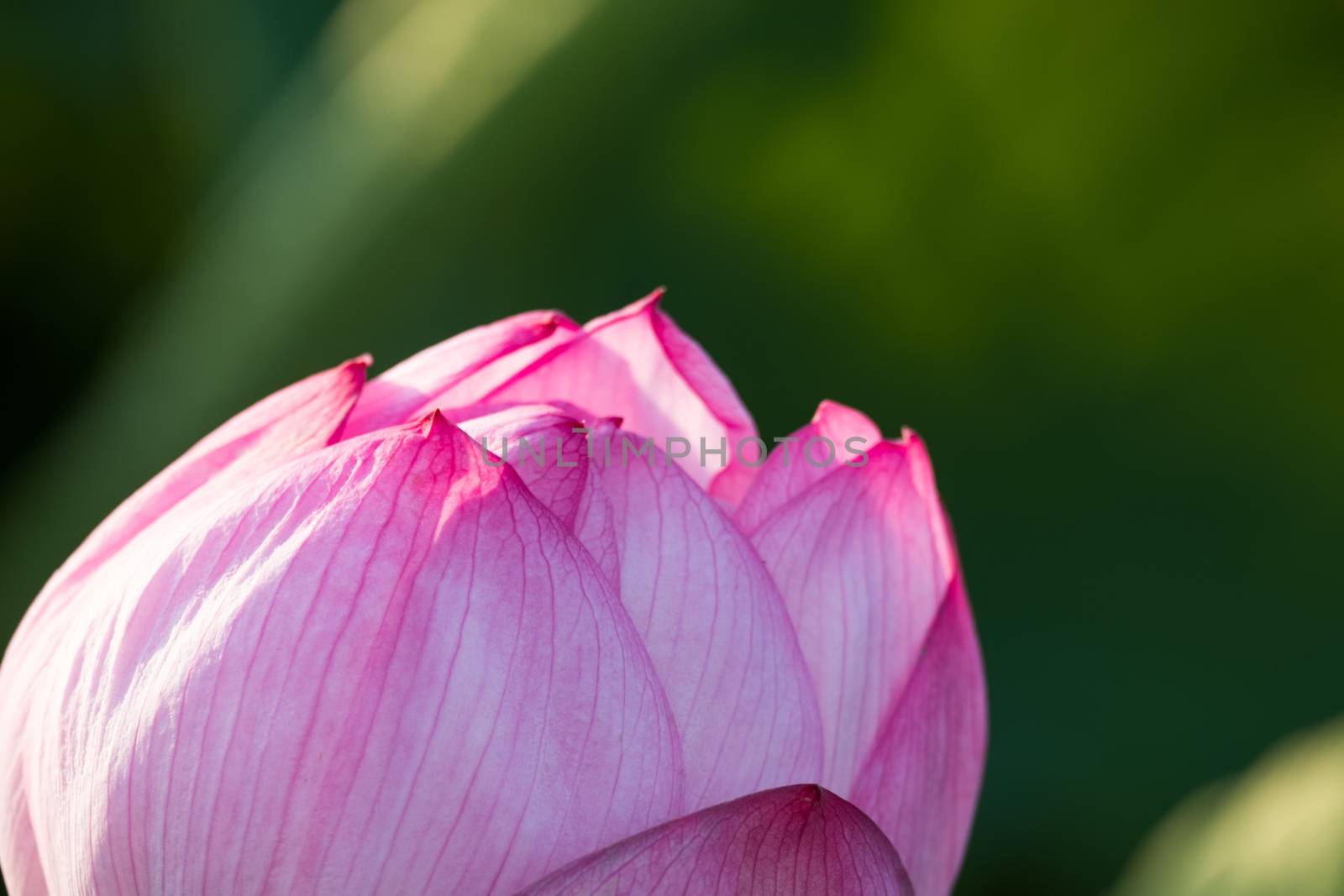 Water lily in Ueno Park