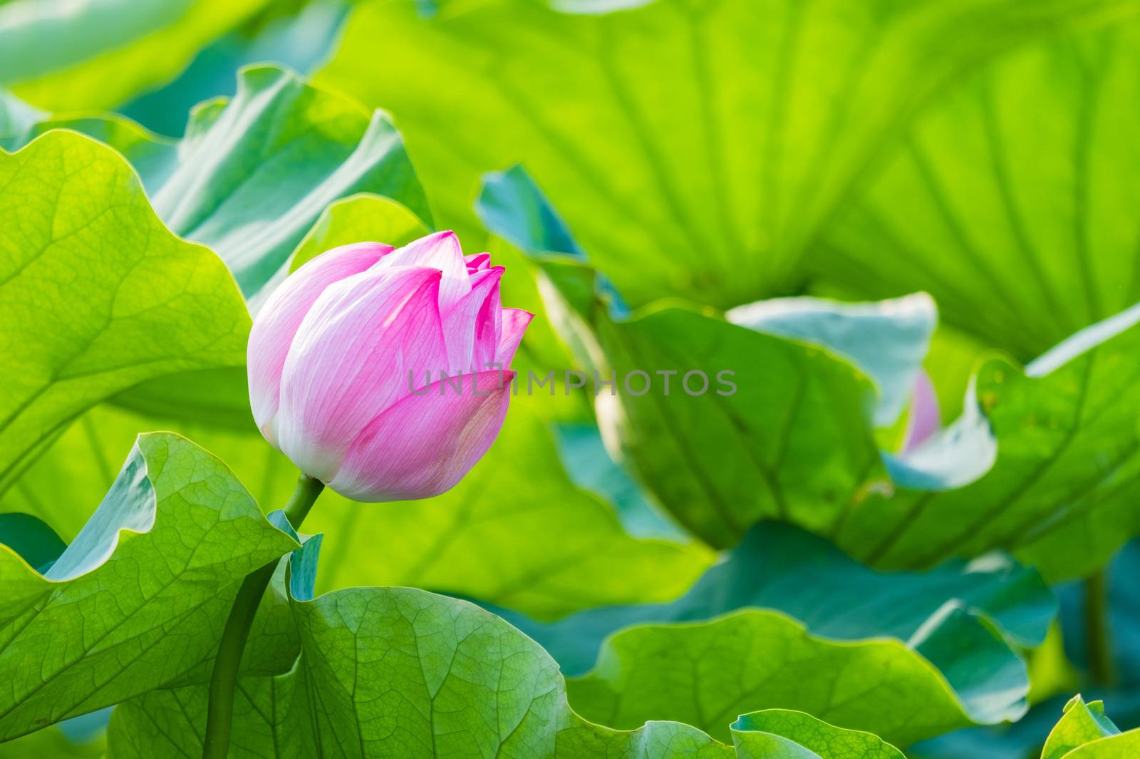 water lily by jaruncha