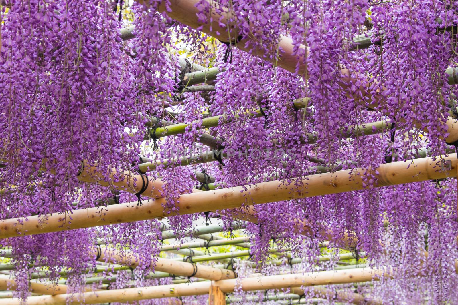 Beautiful flowers of wisteria(fuji)