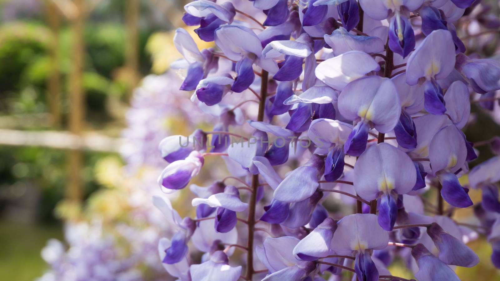 Beautiful flowers of wisteria(fuji)