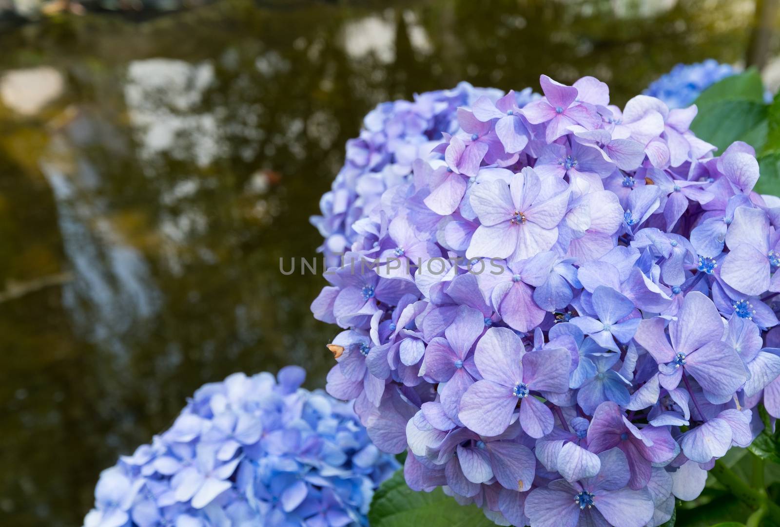 Blue and white hydrangea flower