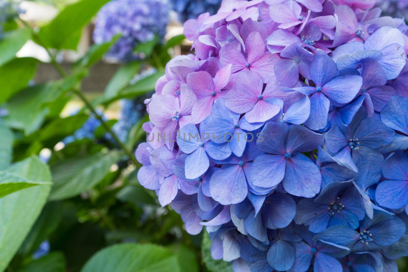 Blue and purple hydrangea flower
