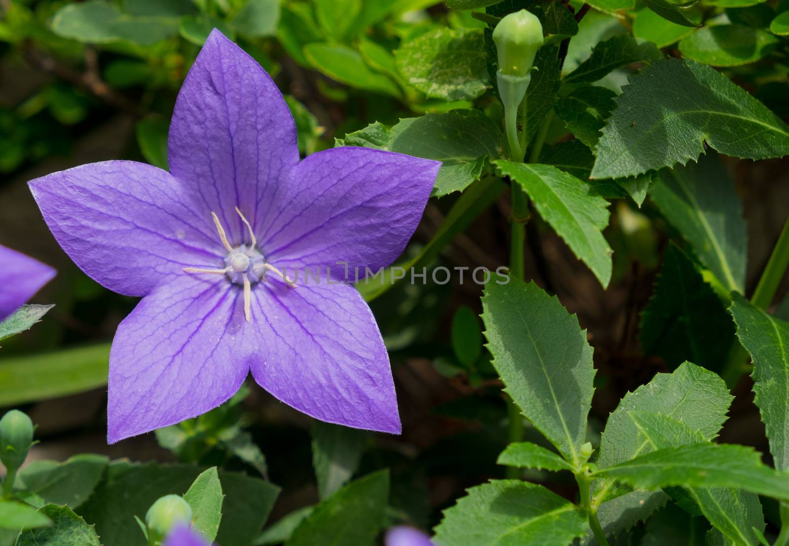 Purple flowers in the garden