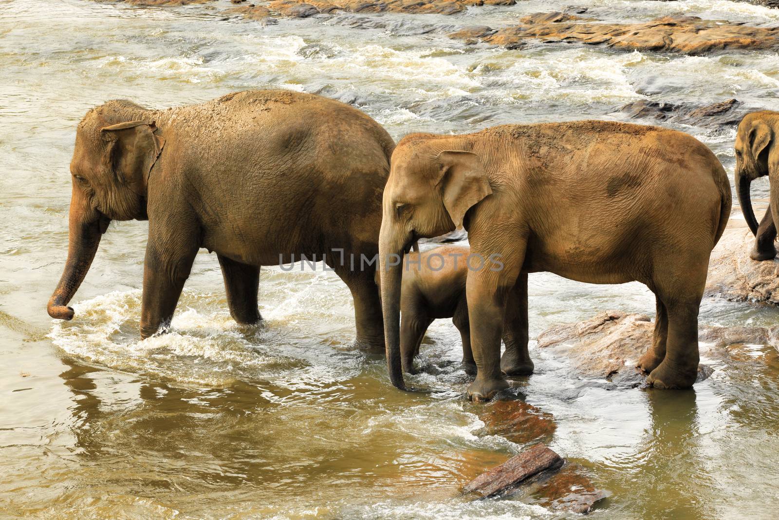 Family of Indian elephants. Pinnawela Elephant Orphanage on Sri Lanka