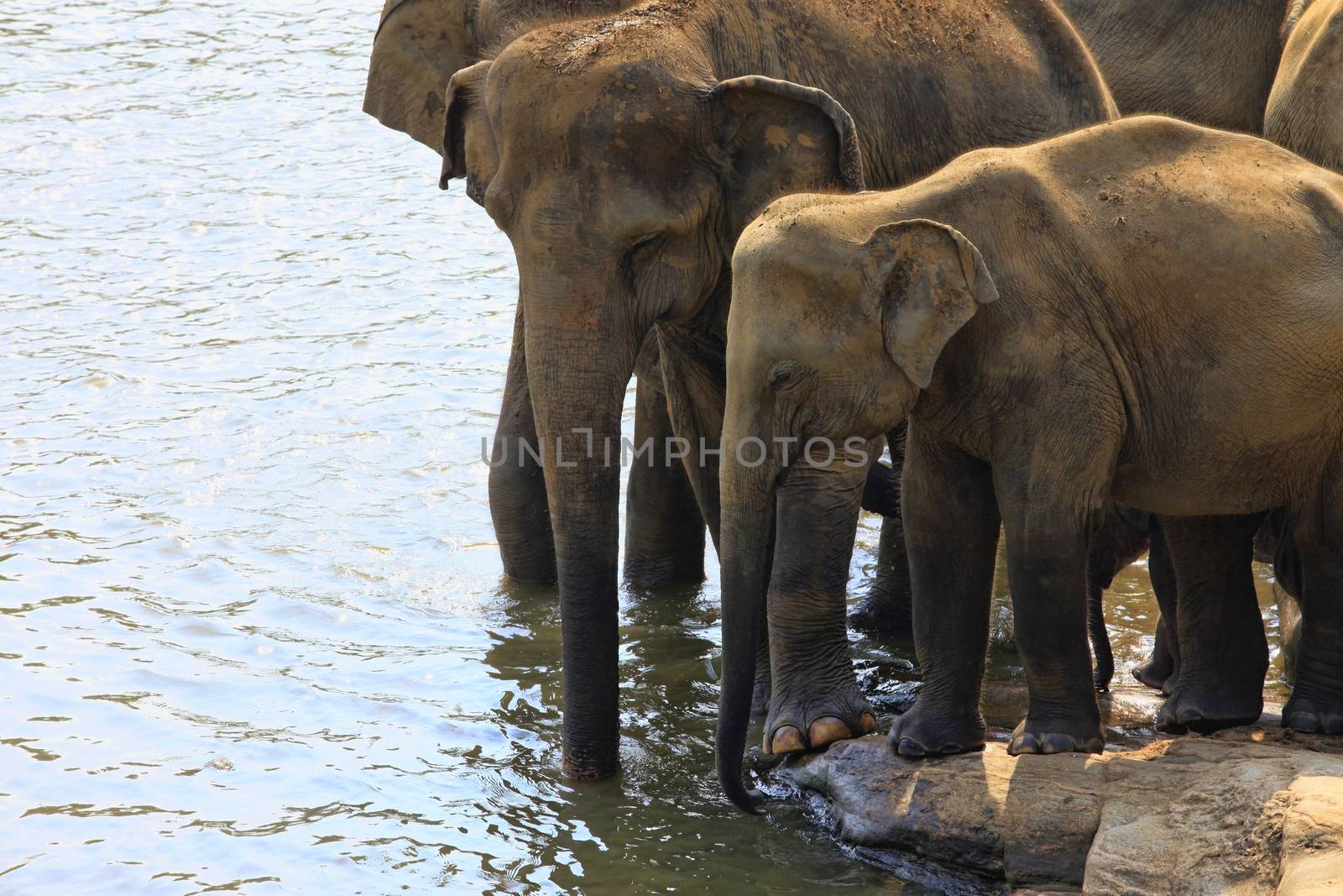 Family of Indian elephants. Pinnawela Elephant Orphanage on Sri Lanka