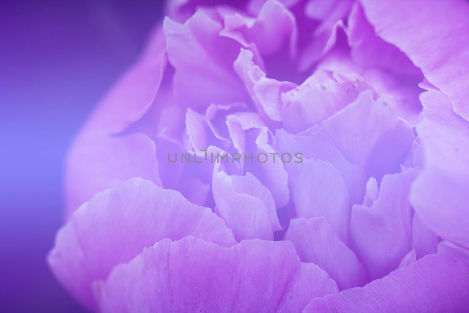 Closeup of peony flowers. fragment of pink peony. peony flower