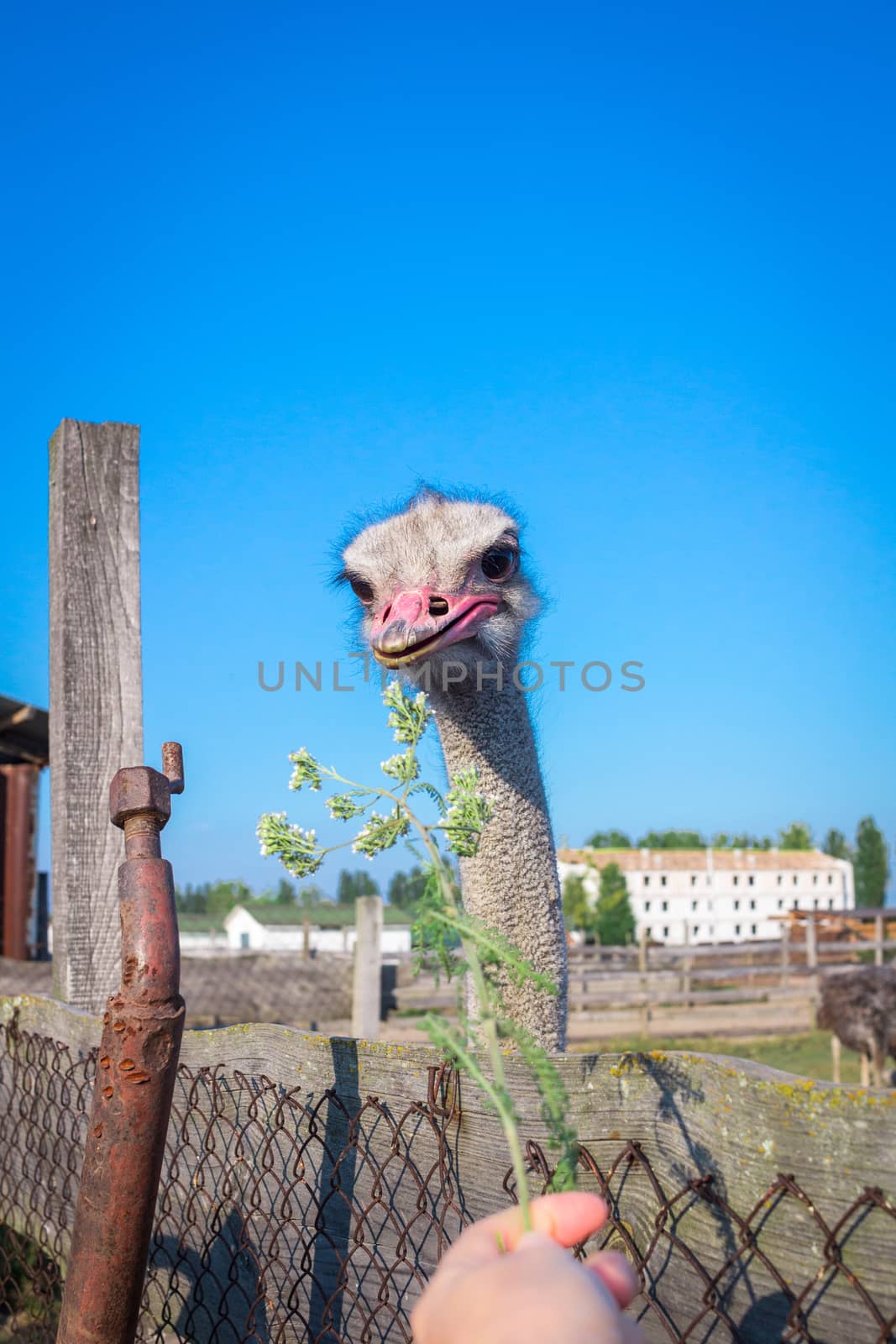Ostrich birds on ostrich farm countryside