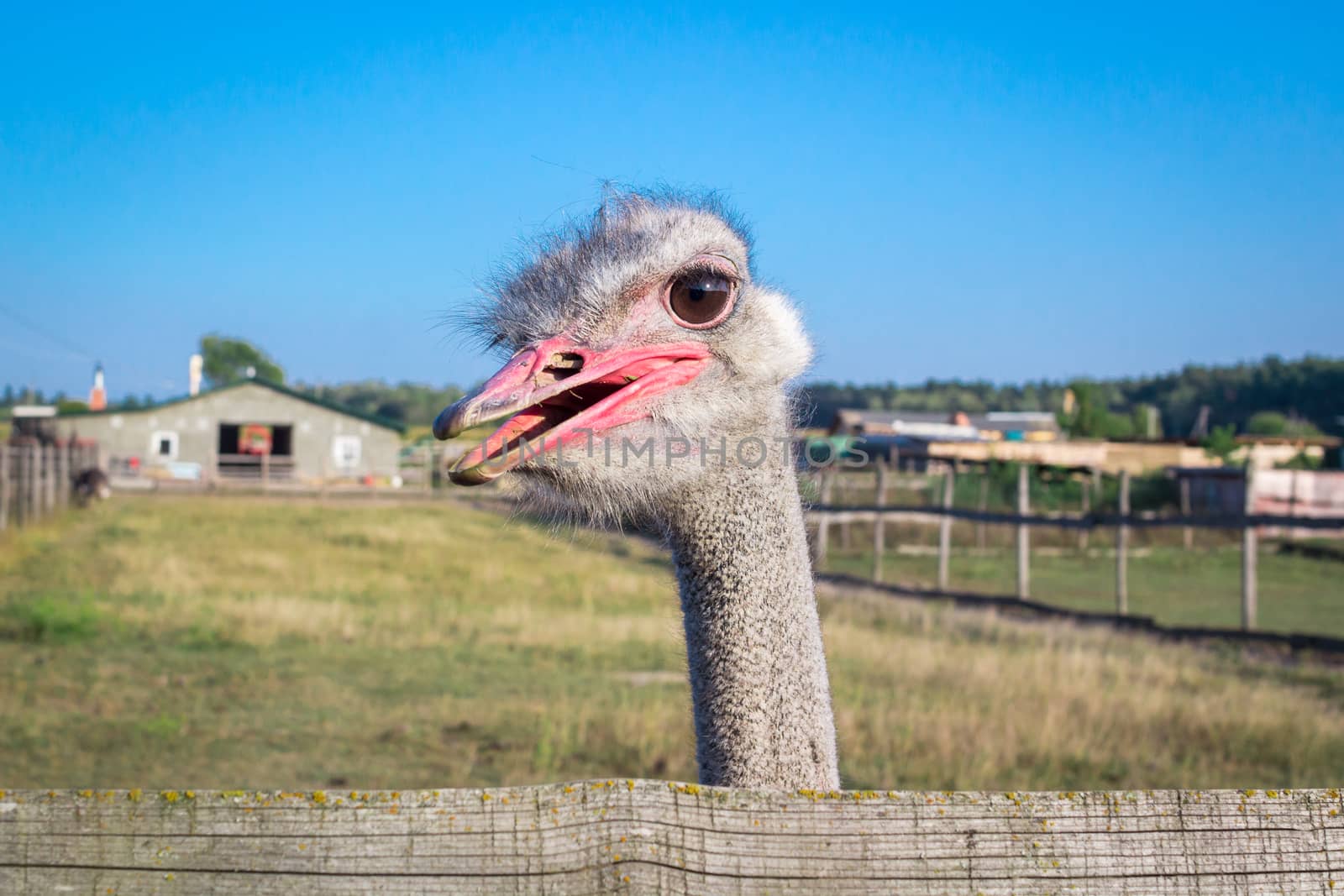 Ostrich birds on ostrich farm countryside