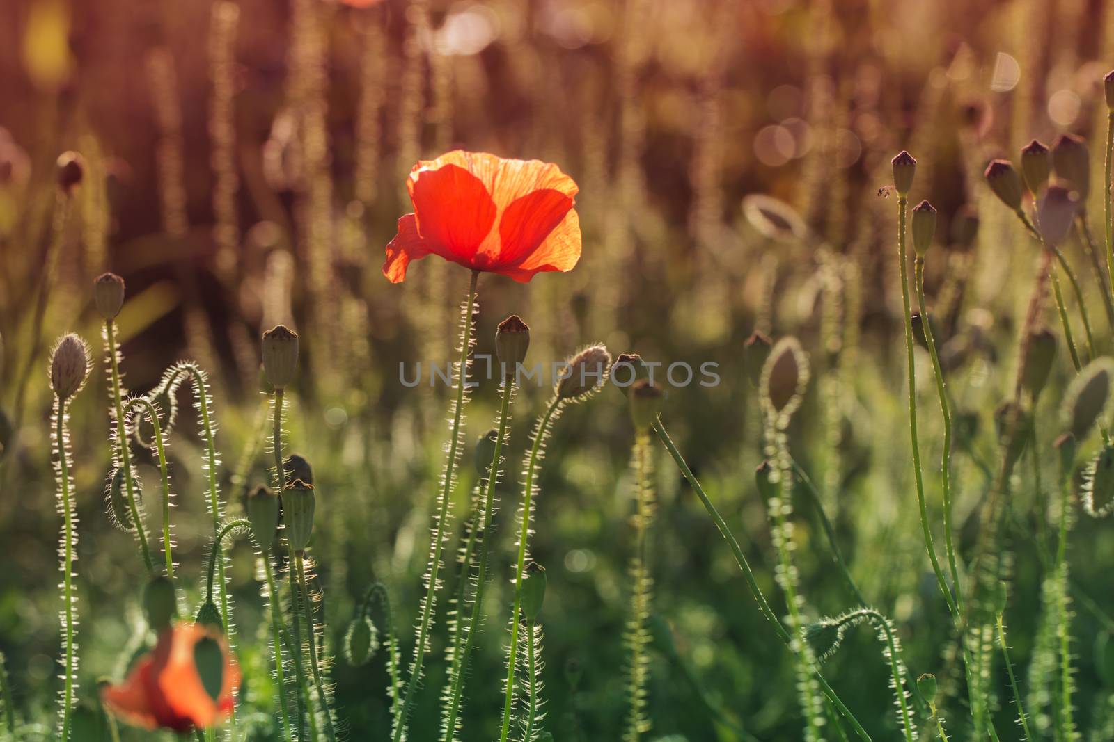 Close up poppy head. red poppy. Red poppy flowers field, close up. Red poppy on green weeds field.