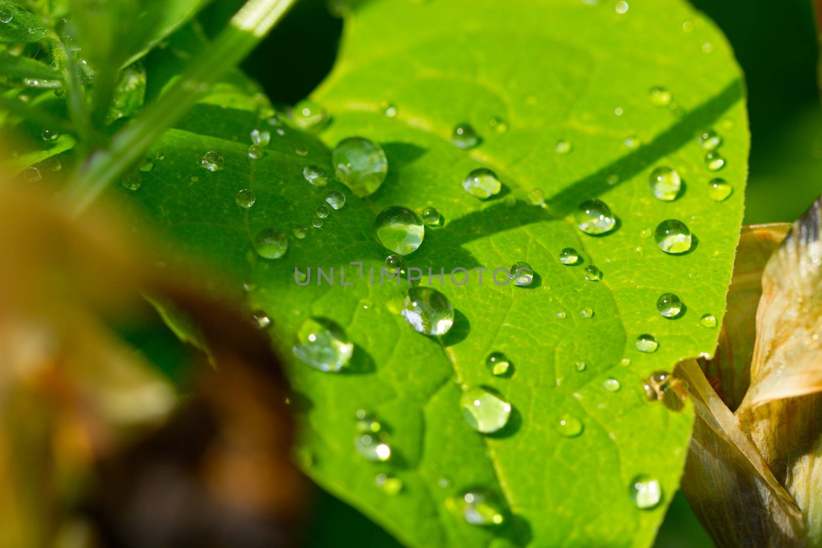 background of dew drops on bright green leaf