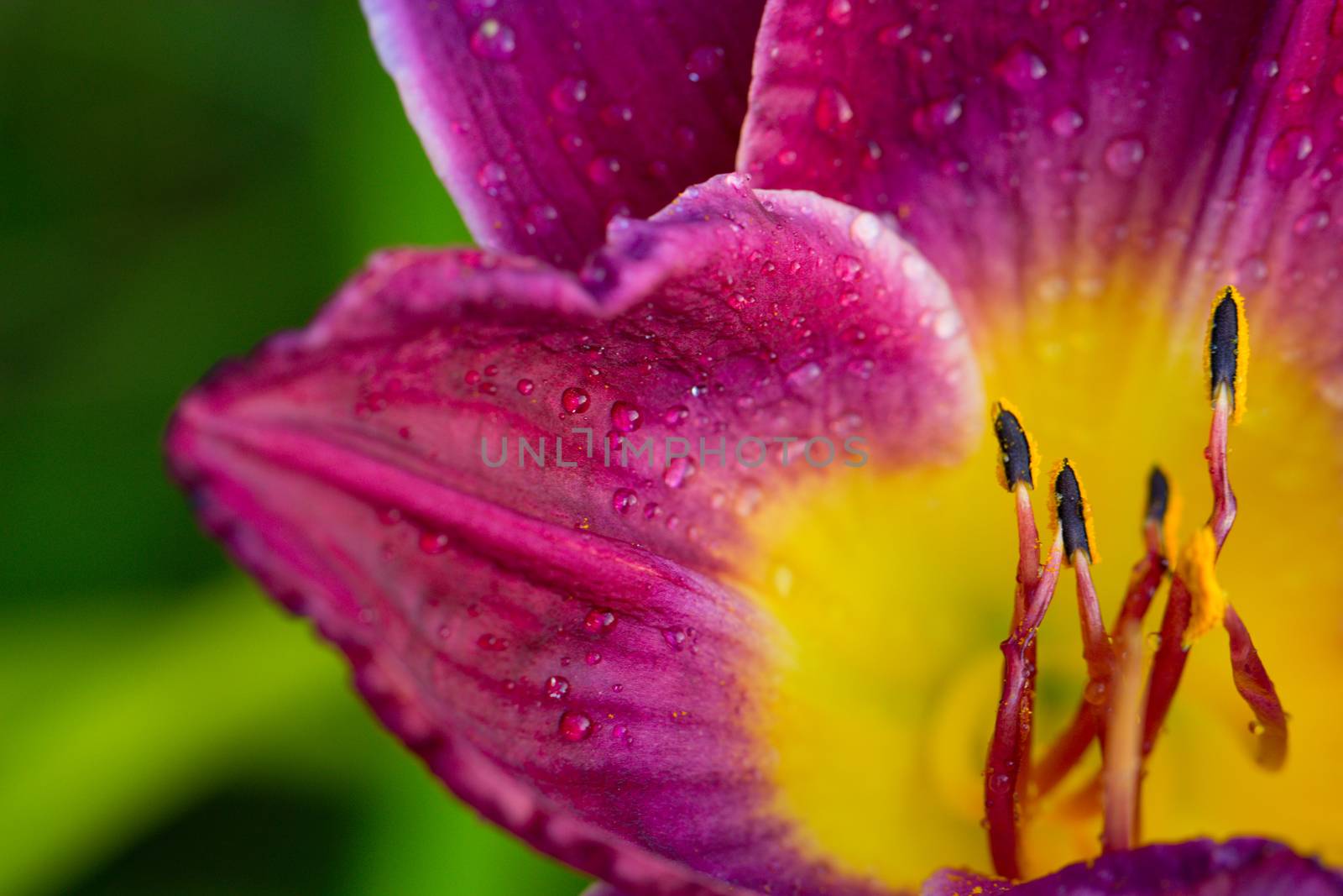 Close up Detail of a Lily. day lily in water drop. wet red-yellow  lily