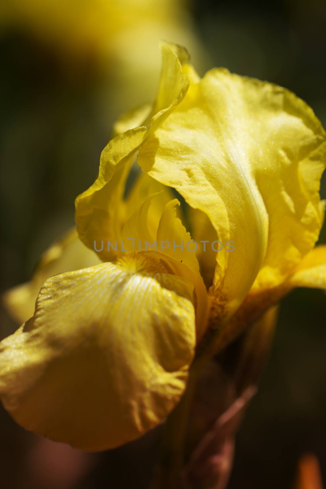 yellow spring flowers in a garden. iris flower