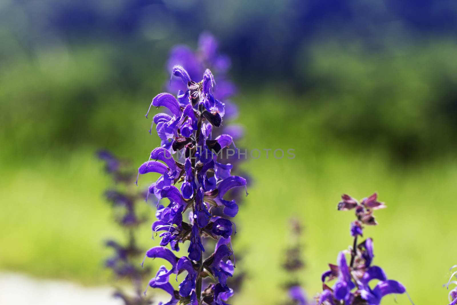 purple (violet) spring flowers in a garden