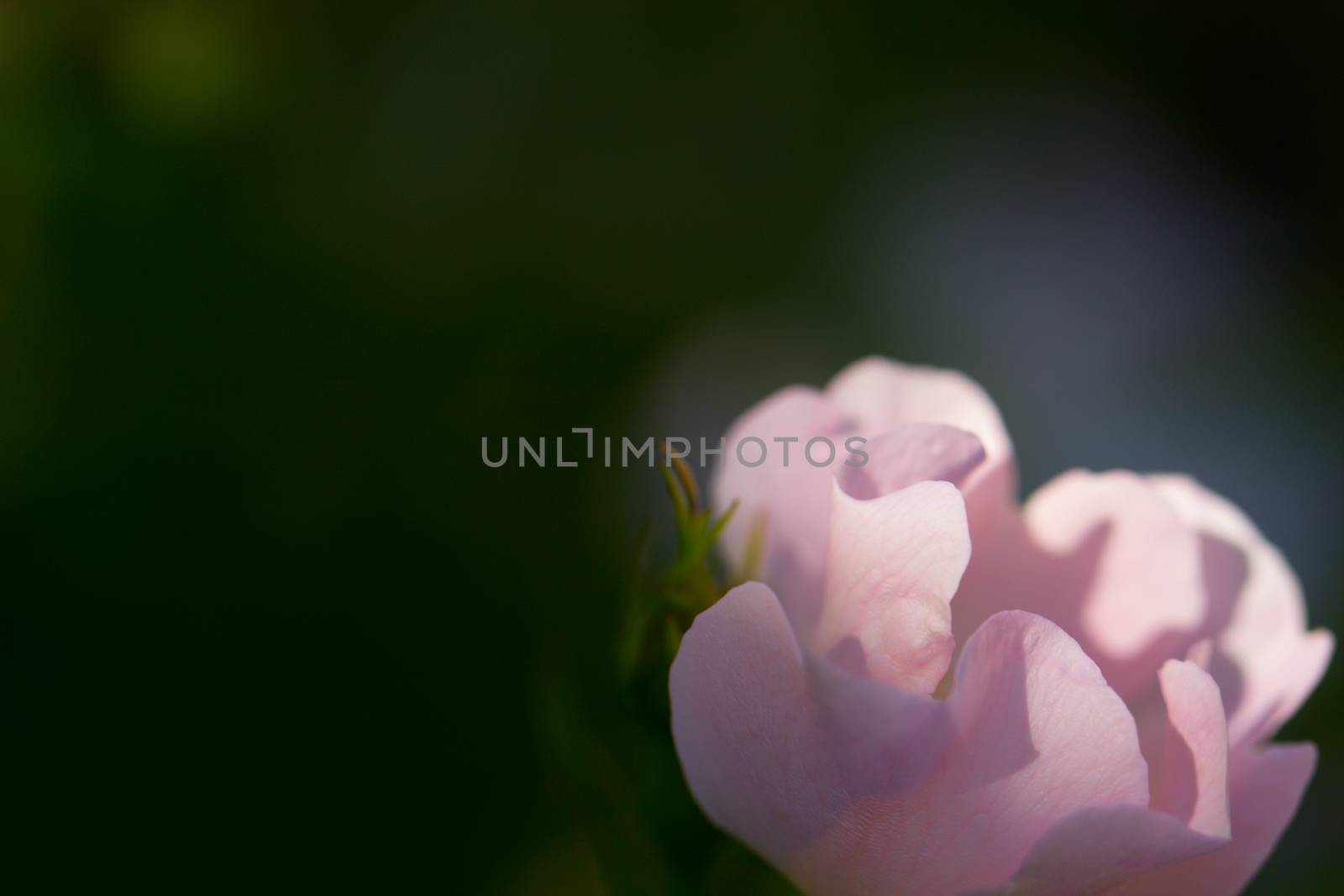 Close-up of a dog rose (wild rose), Rosa canina, with green leaves on a blurry background.