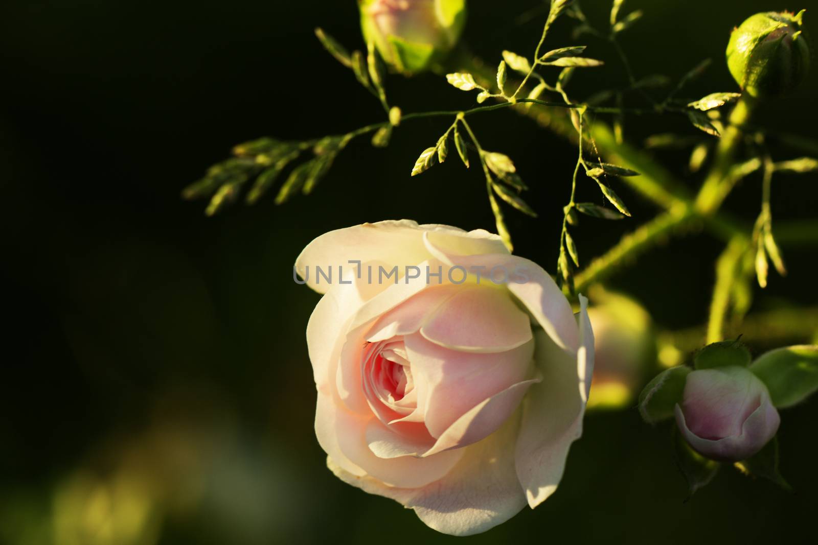 Close-up of a dog rose (wild rose), Rosa canina, with green leaves on a blurry background.