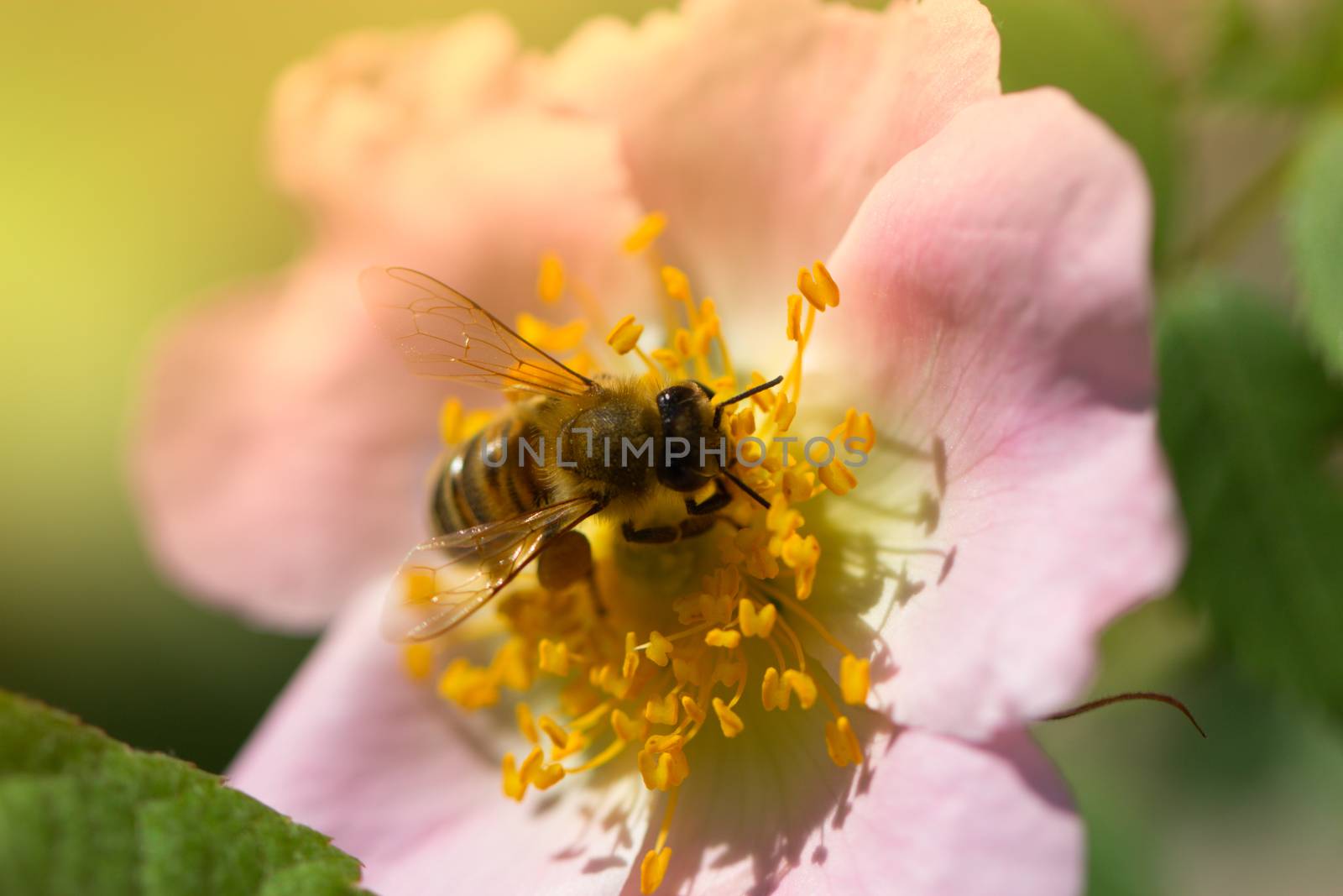 spring (summer) rose flower and bee. Bee on a flower