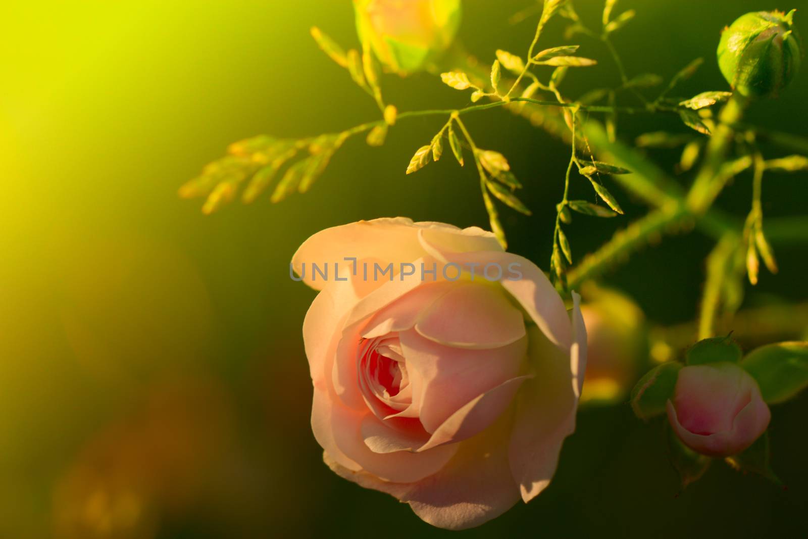 Close-up of a dog rose (wild rose), Rosa canina, with green leaves on a blurry background.