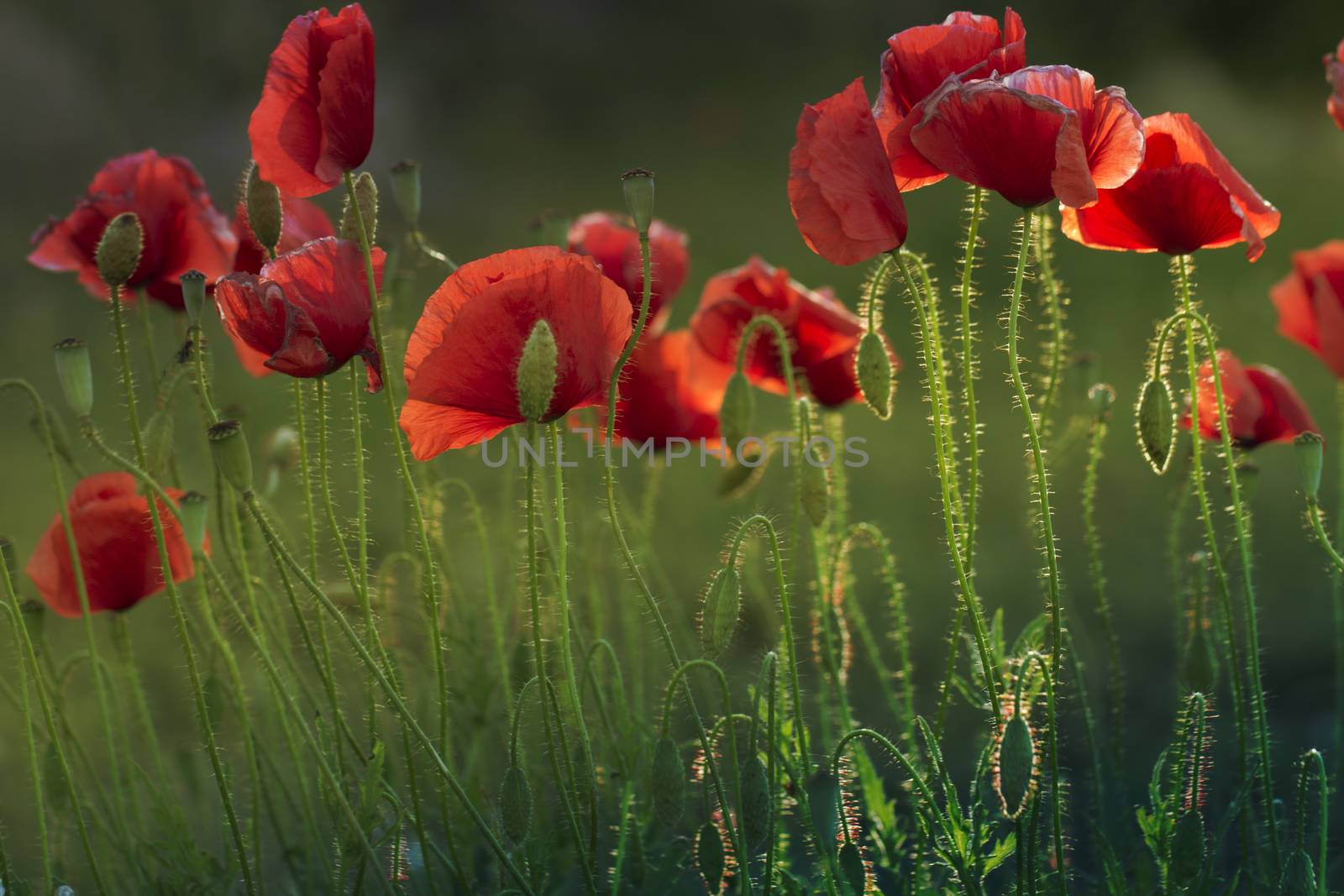 Close up poppy head. red poppy. Red poppy flowers field, close up. Red poppy on green weeds field.