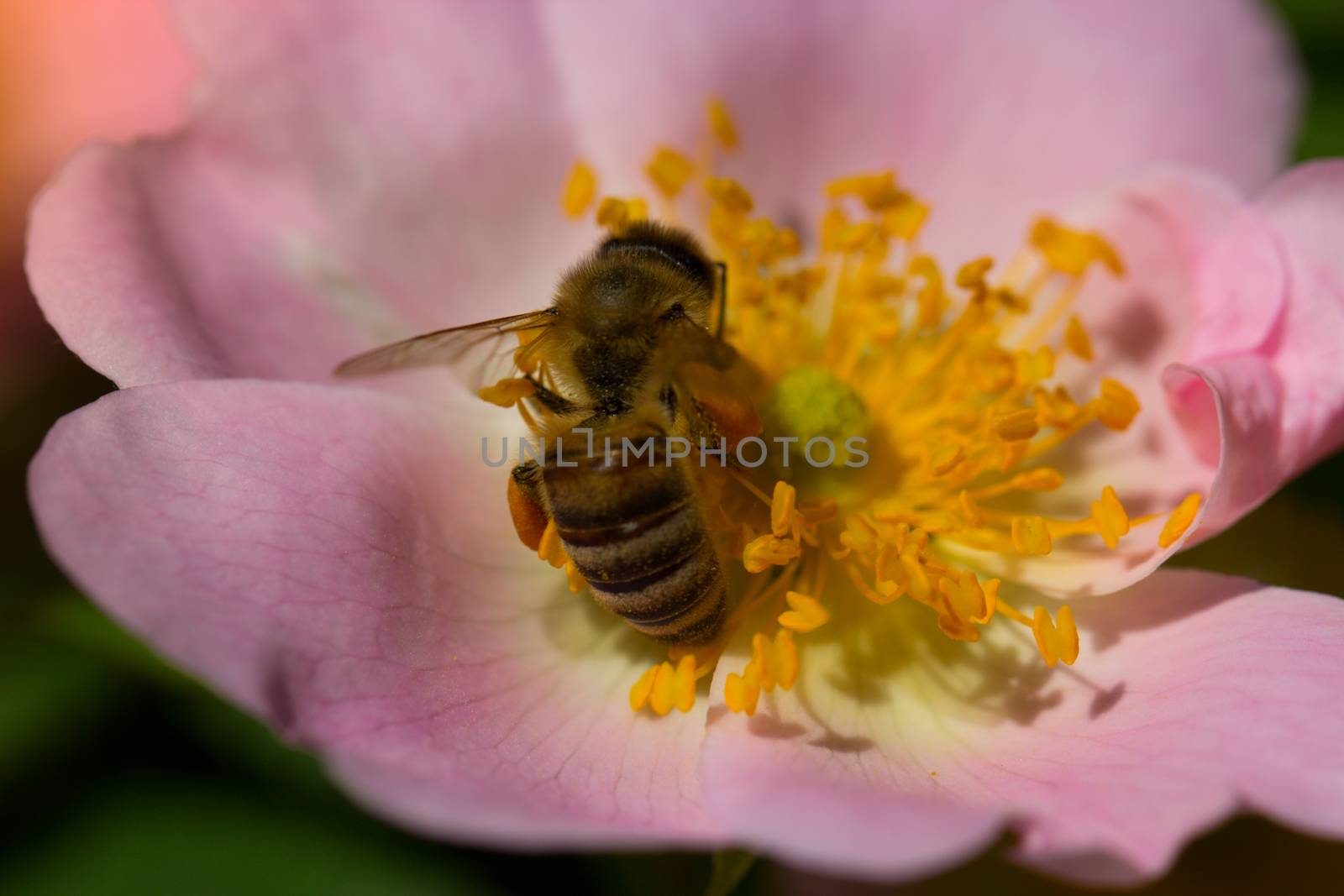spring (summer) rose flower and bee. Bee on a flower