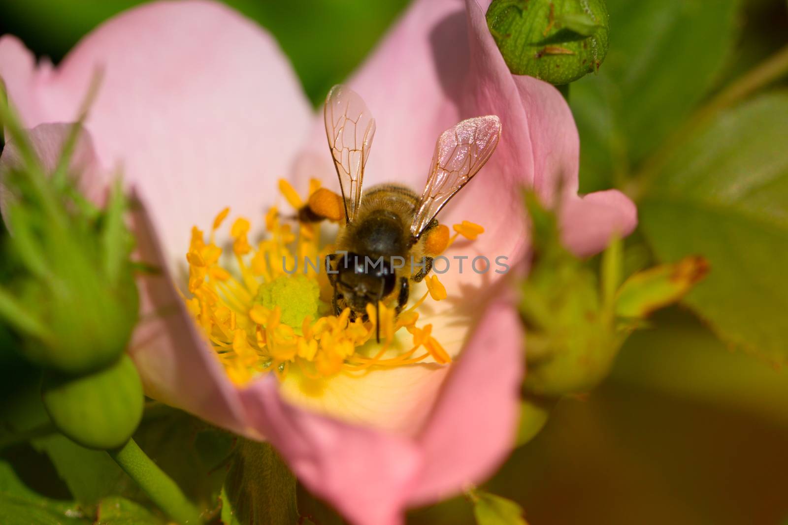 spring (summer) rose flower and bee. Bee on a flower