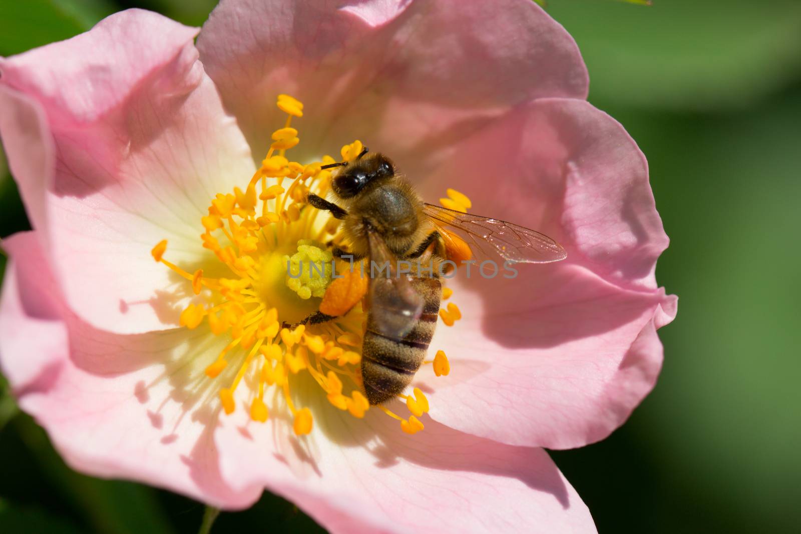 spring (summer) rose flower and bee. Bee on a flower