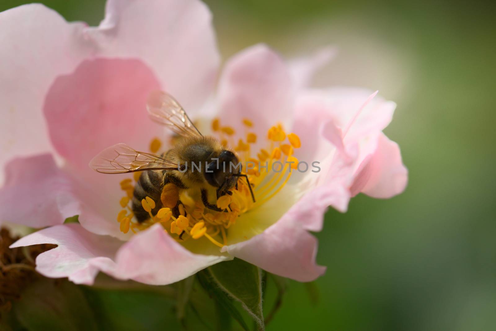 Bee on a pink flower . Macro of honey bee  on rose flower. Macro of honey bee (Apis) feeding on  flower