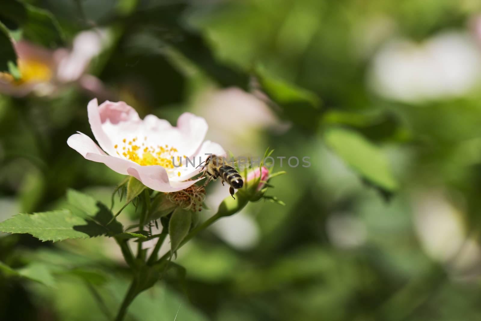 Macro of honey bee  on a  rose flower. Bee on a pink flower