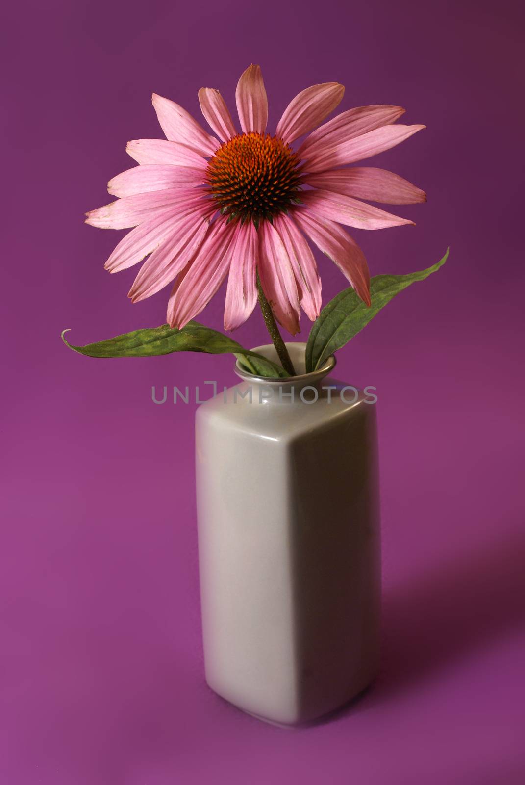 Echinacea Herbal Flower by AlphaBaby