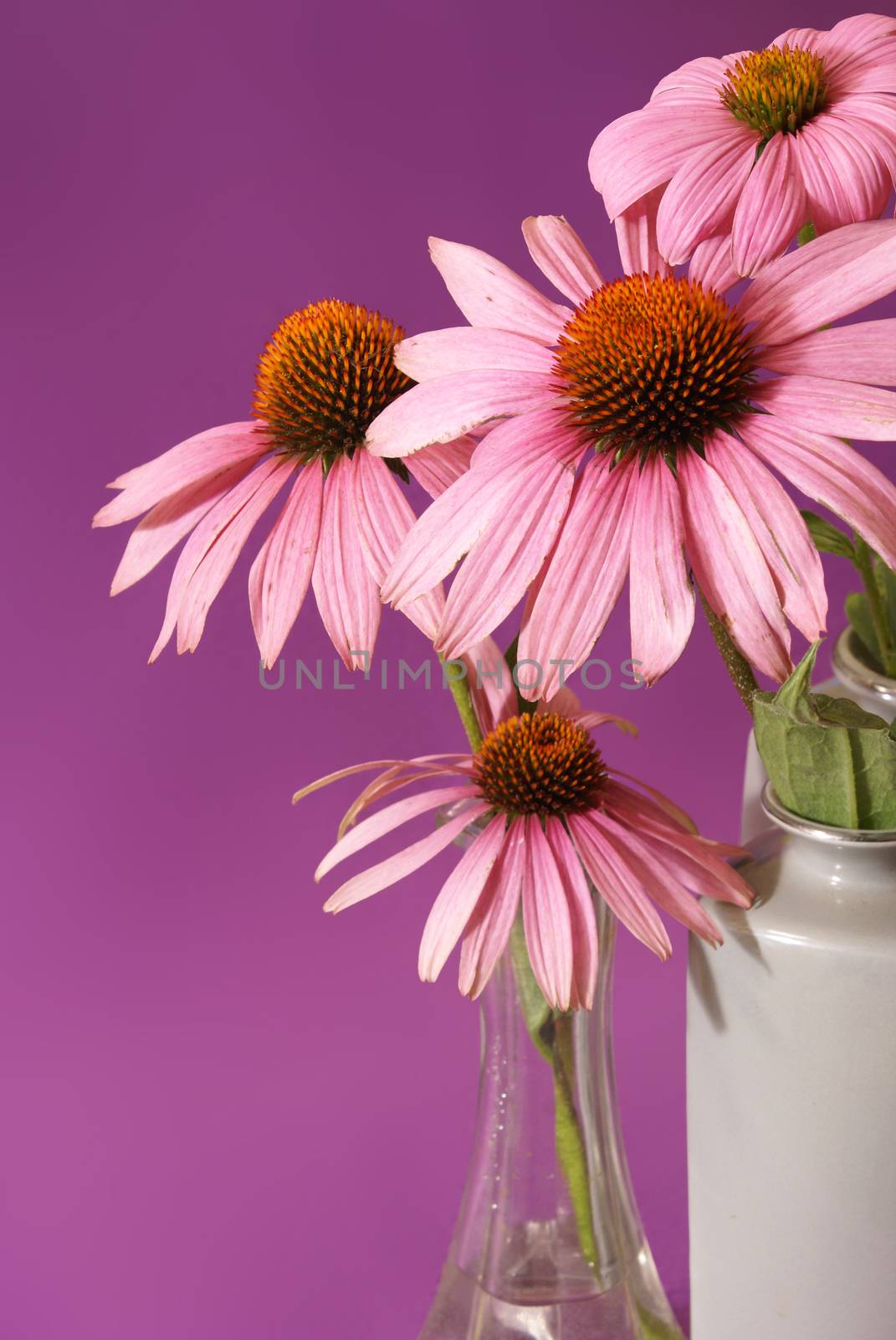 A beautiful Echinacea image while in full bloom before being processed for futhur use in herbal medicines and teas.