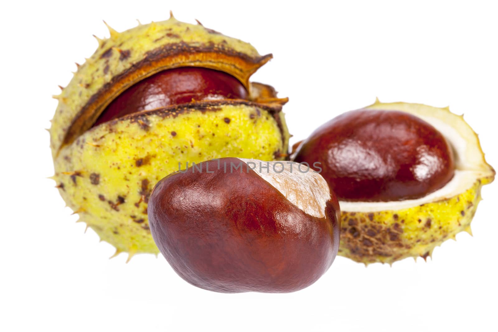 Fruits of chestnuts in green shell isolated on white background, close up