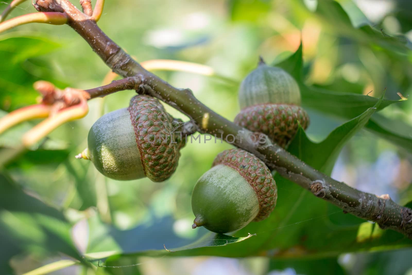 Green acorn nuts on oak tree branches in forest