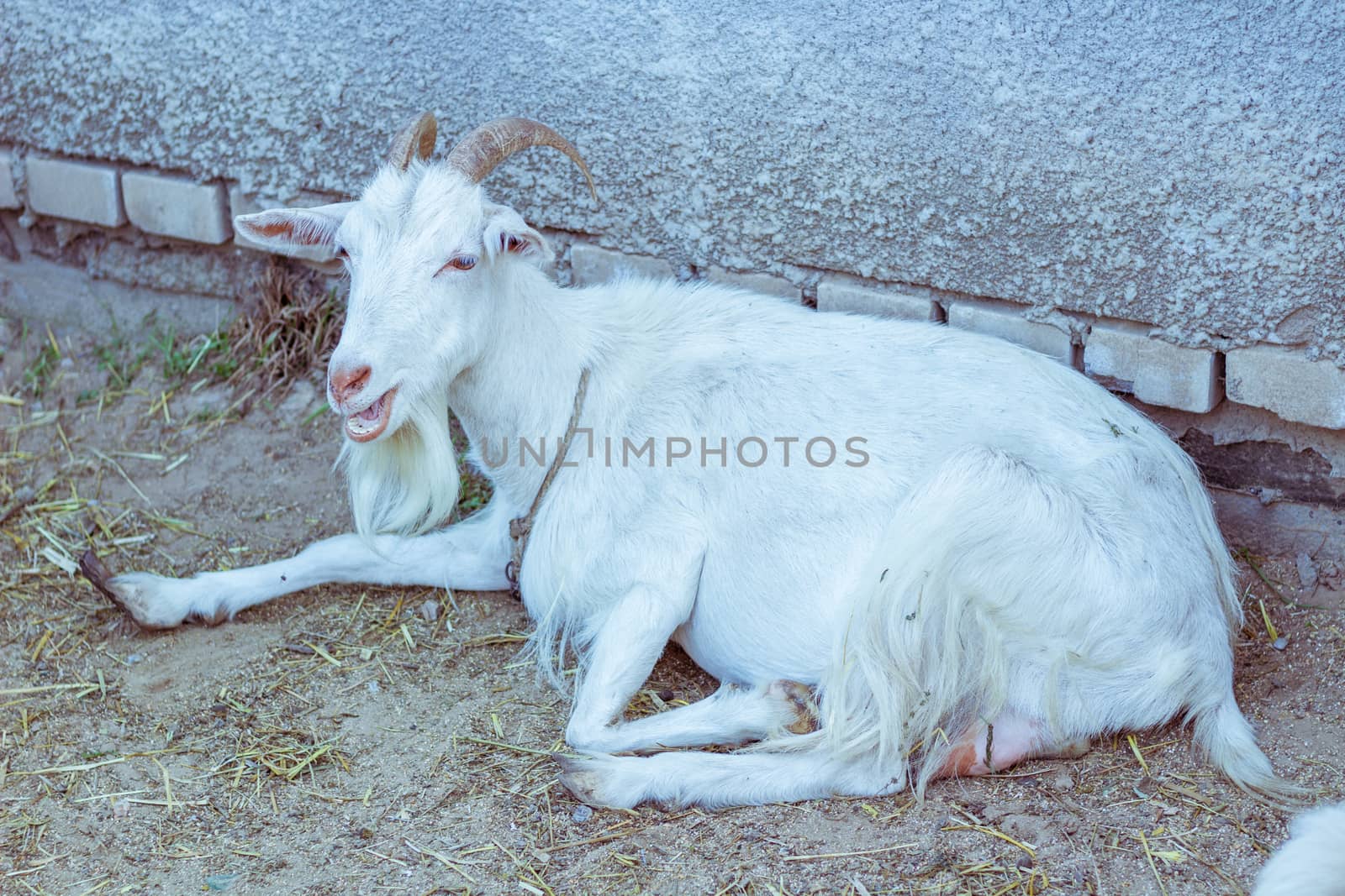 White goat laying at farm stall countryside