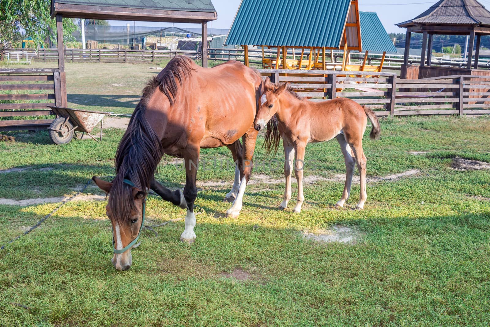 Little horse foal and its mother feed on green grass at farm countryside