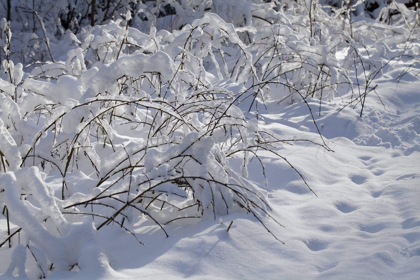 Branches of a small plant covered with snow 