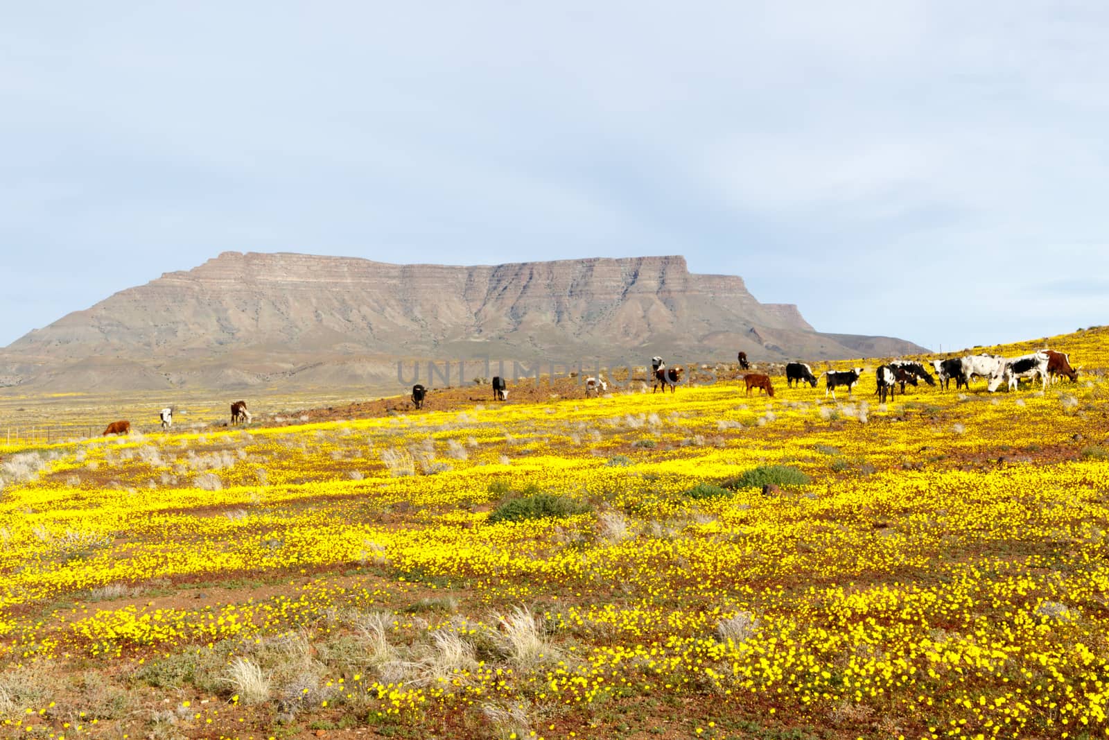 Yellow Fileds with  Cattle and a Mountain looking like Table Mountain in the background Tankwa Karoo