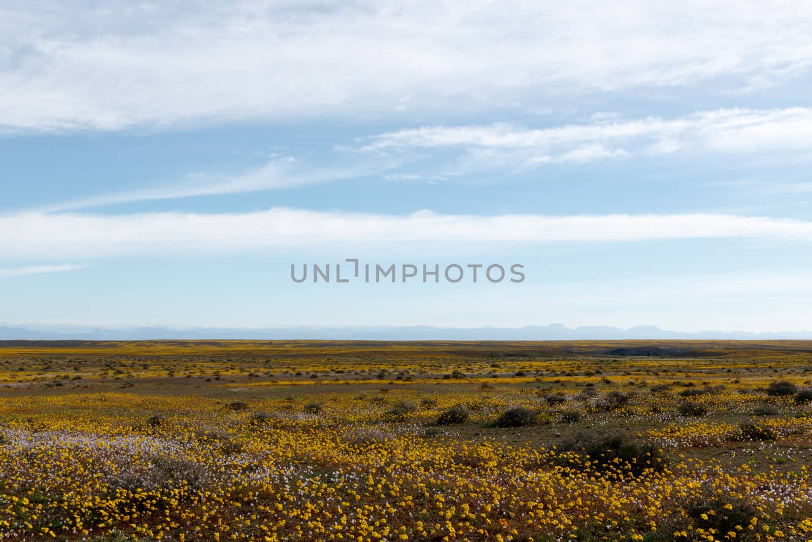 Huge open empty flat green landscape with perfect blue skies in Tankwa Karoo