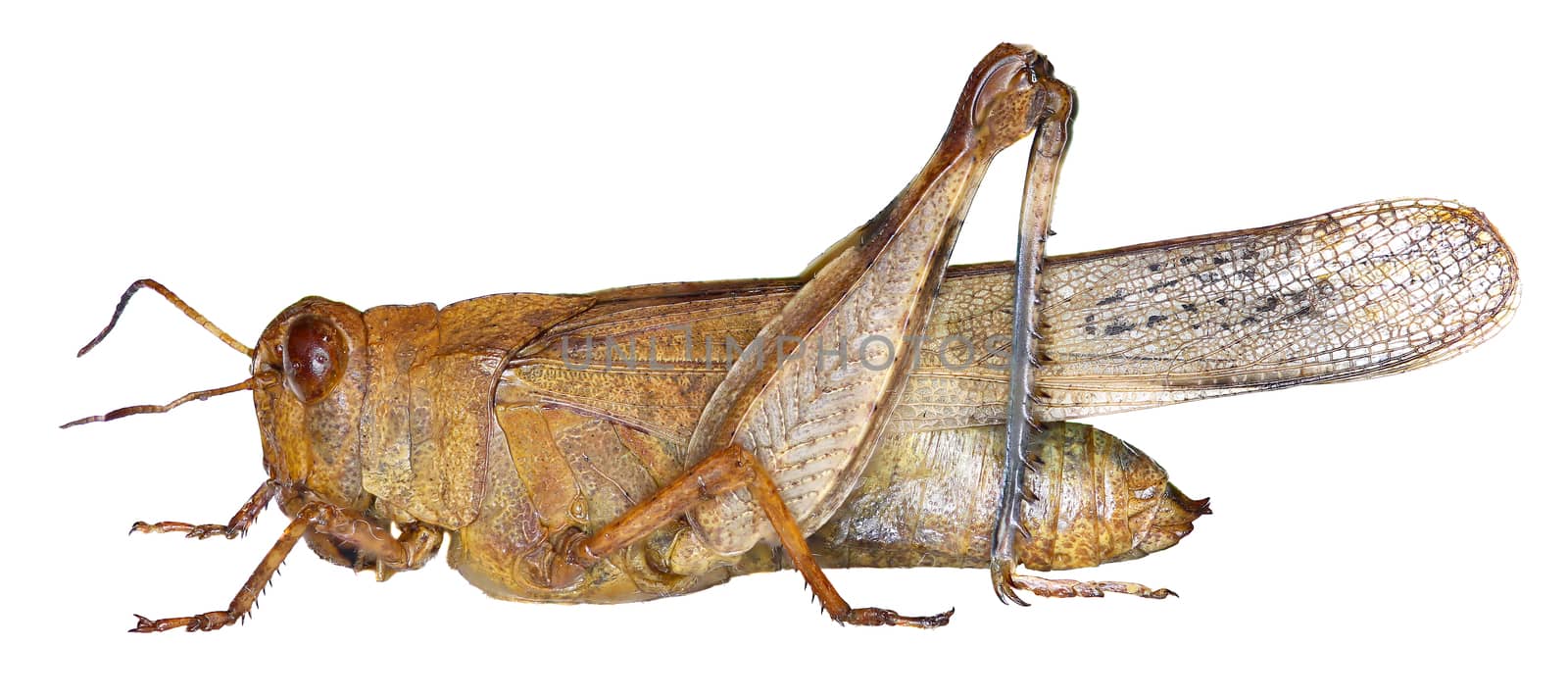 Blue-winged Grasshopper on white Background  -  Oedipoda caerulescens    (Linnaeus, 1758)