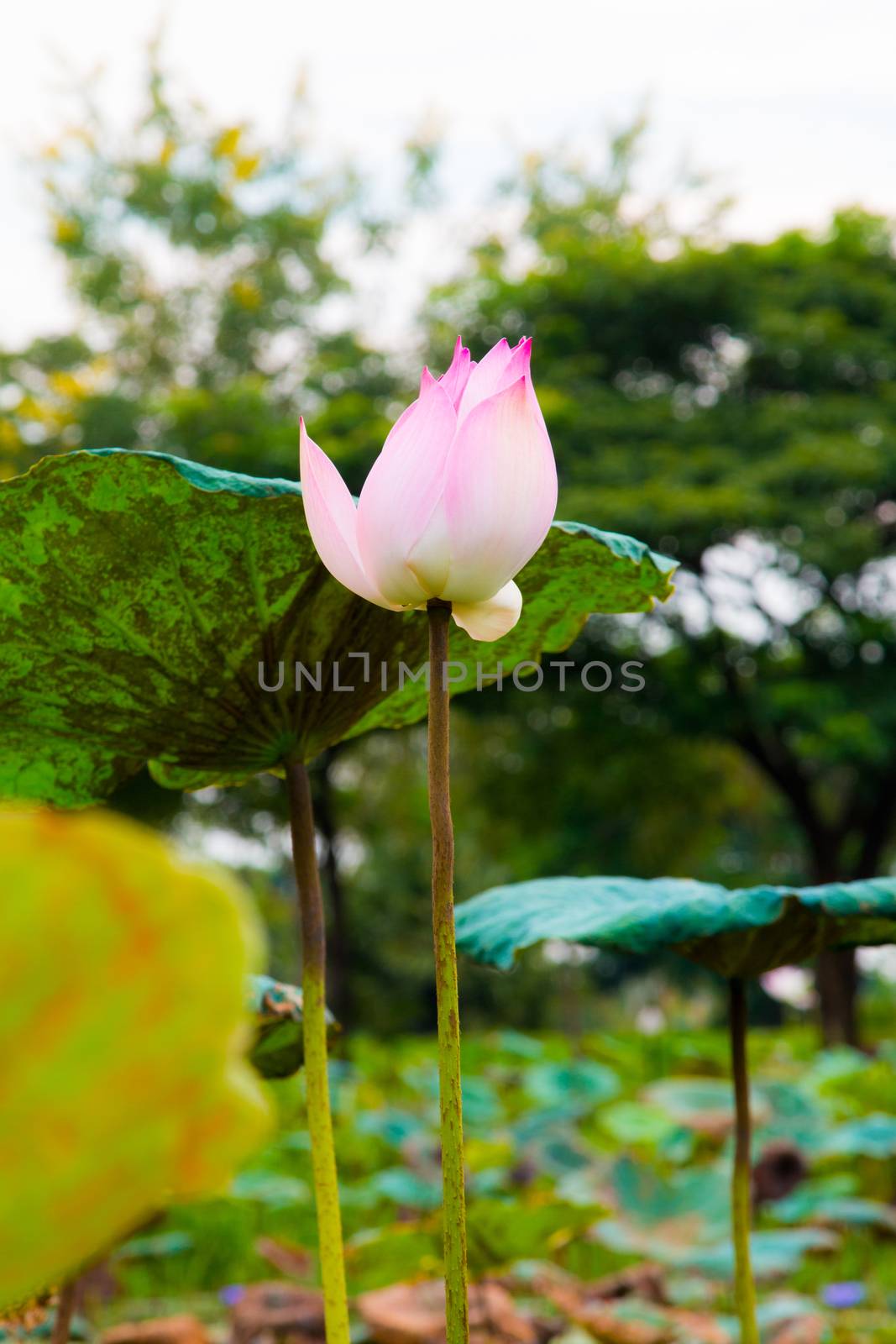 Lotus flower in pond