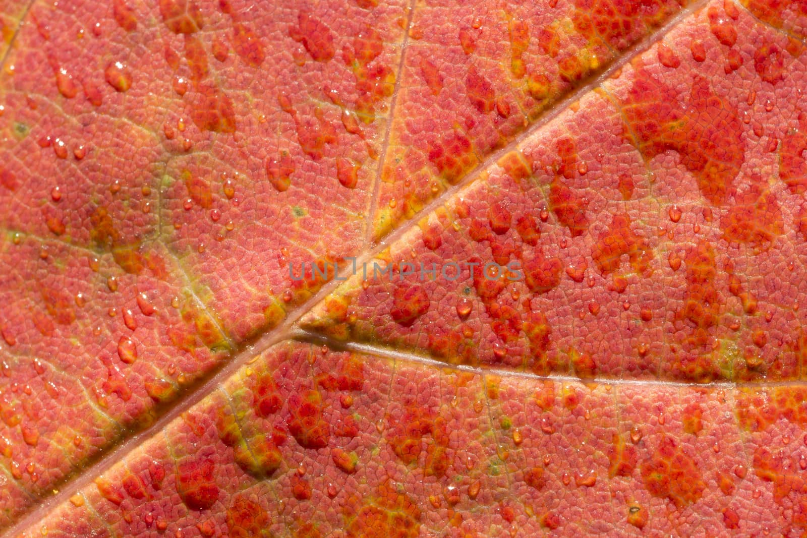 Red Maple Leaf Close Up
