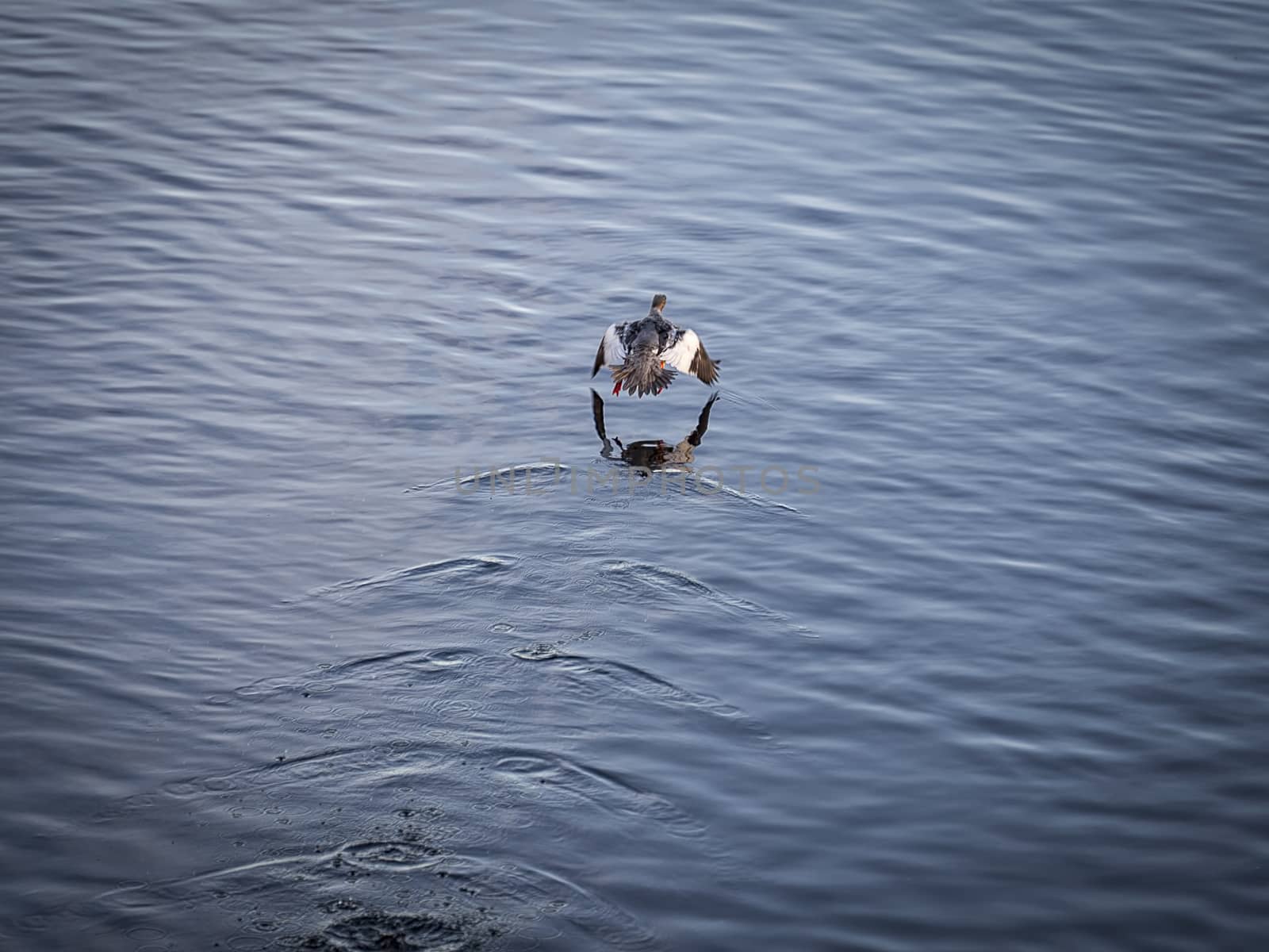 Eurasian Widgeon Taking Off over water.
