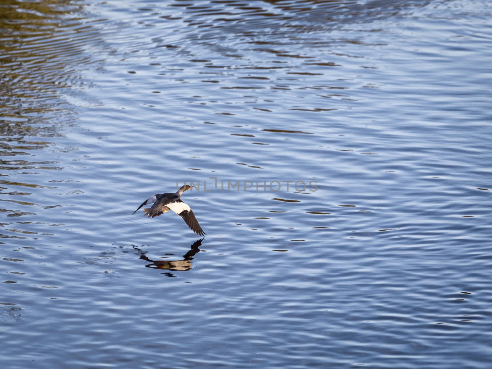 Eurasian Widgeon Flying over Water.