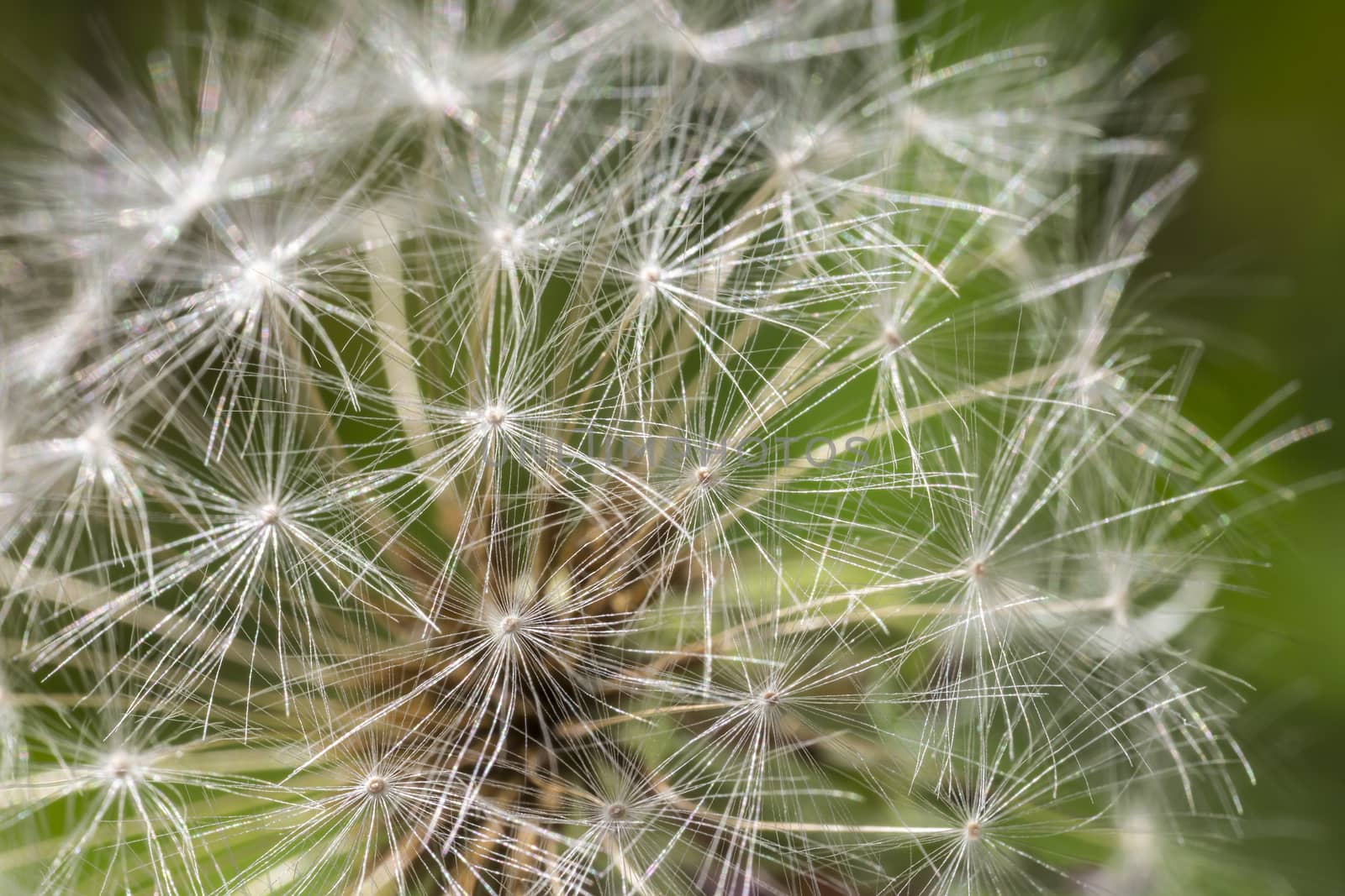 Dandelion with Seeds close up.