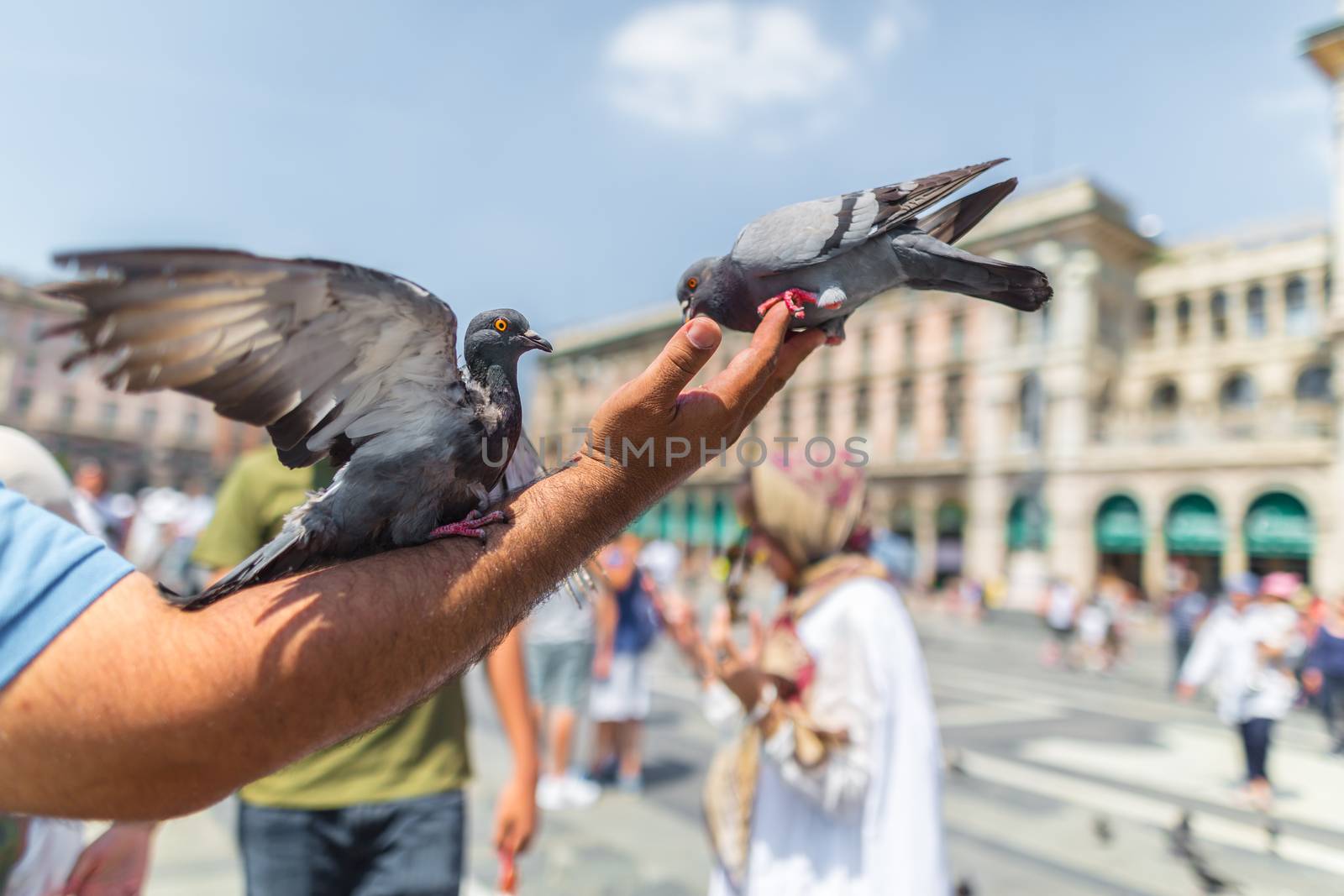 two pigeons sitting on the a man's hand